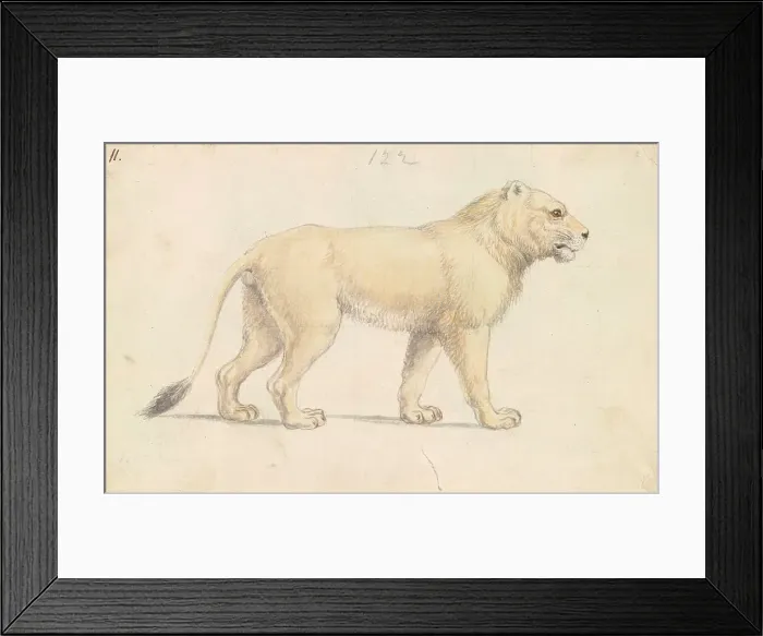 Framed Print : Tsavo Lion Charles Hamilton Smith 1776-1859 Framed Print : Tsavo Lion Charles Hamilton Smith 1776-1859