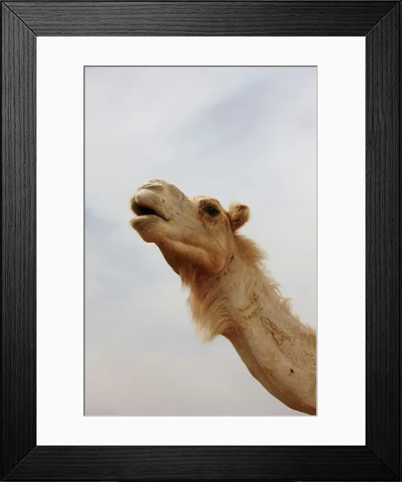 Framed Print : Portrait of Camel, Morocco Framed Print : Portrait of Camel, Morocco