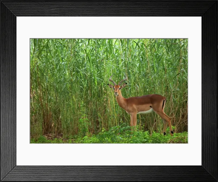 Framed Print : Impala Aepyceros malampus}. Ndumo Game Reserve Framed Print : Impala Aepyceros malampus}. Ndumo Game Reserve