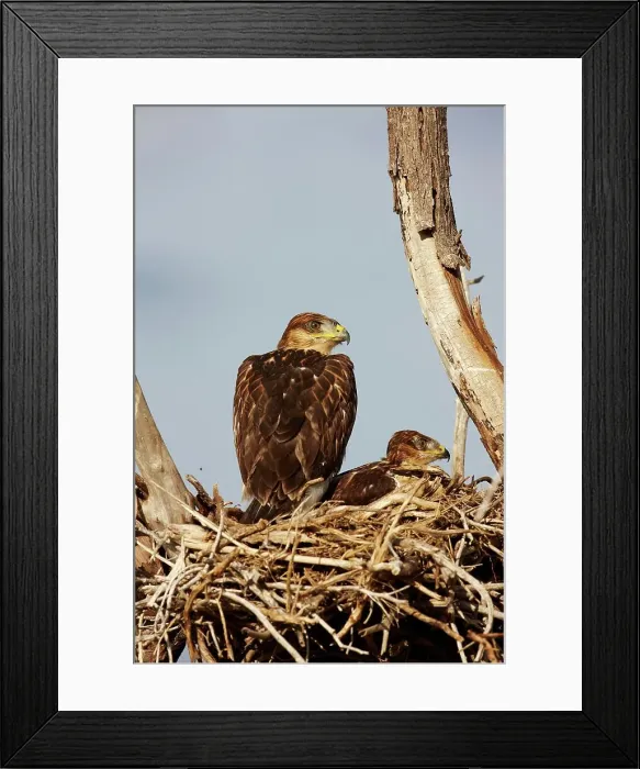 Framed Print : Nesting mother and chick Ferruginous Hawks Framed Print : Nesting mother and chick Ferruginous Hawks