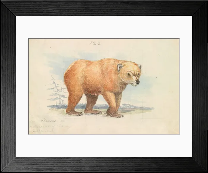 Framed Print : Brown Bear Charles Hamilton Smith 1776-1859
