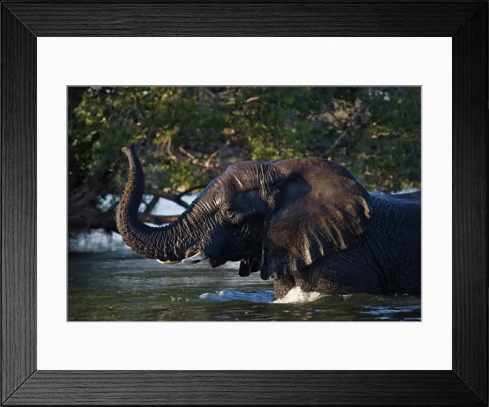Framed Print : African Elephant Loxodonta africana} Framed Print : African Elephant Loxodonta africana}