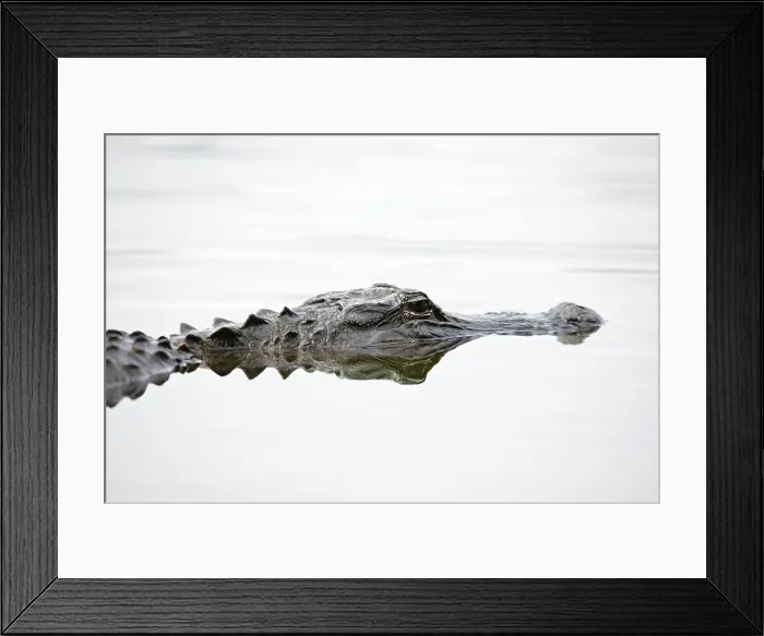 Framed Print : An American Alligator, (Alligator mississippiensis) Framed Print : An American Alligator, (Alligator mississippiensis)