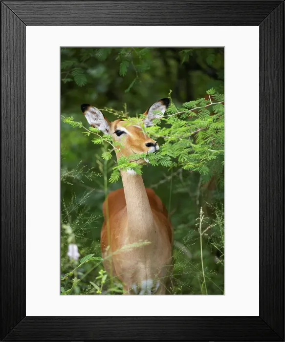 Framed Print : Impala Aepyceros malampus}. Kruger National Park Framed Print : Impala Aepyceros malampus}. Kruger National Park