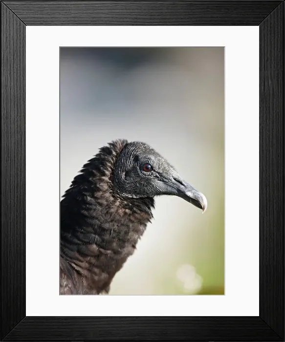 Framed Print : An American black vulture, also known as the black vulture Framed Print : An American black vulture, also known as the black vulture