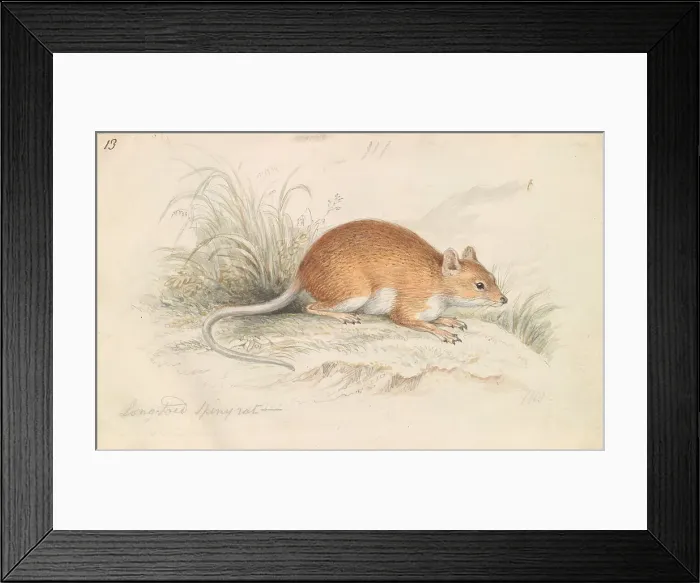 Framed Print : Long-Tailed Spiny Rat Charles Hamilton Smith Framed Print : Long-Tailed Spiny Rat Charles Hamilton Smith