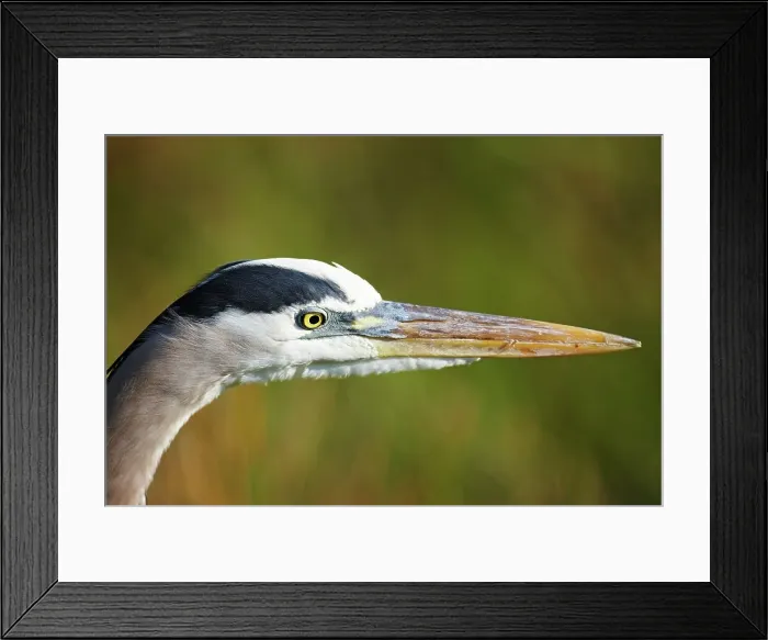 Framed Print : A great blue heron, Ardea herodias Framed Print : A great blue heron, Ardea herodias