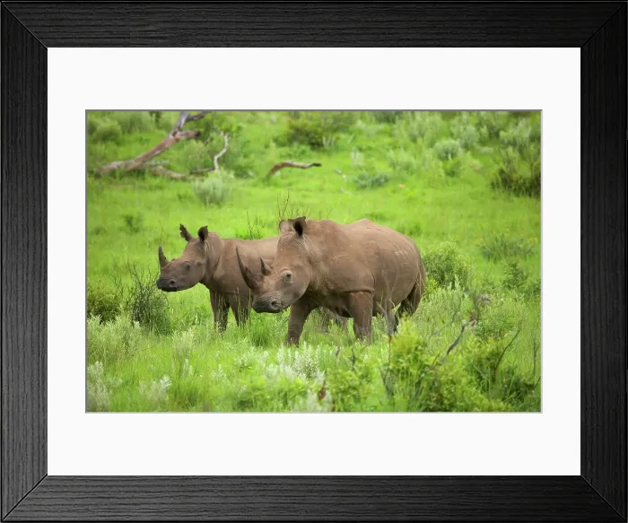 Framed Print : White Rhino (Ceratotherium simum) Framed Print : White Rhino (Ceratotherium simum)