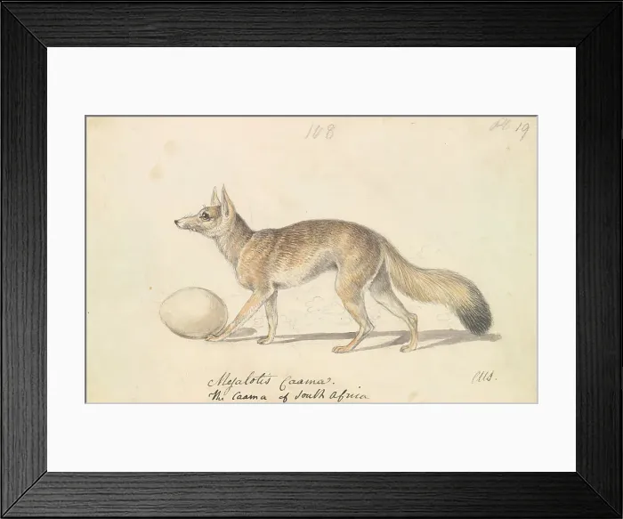 Framed Print : Myalotis Caama Caama South Africa Charles Hamilton Smith Framed Print : Myalotis Caama Caama South Africa Charles Hamilton Smith