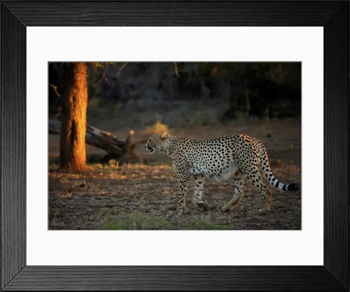 Framed Print : Cheetah (Acinonyx jubatus). Hluhluwe Imfolozi Park Framed Print : Cheetah (Acinonyx jubatus). Hluhluwe Imfolozi Park