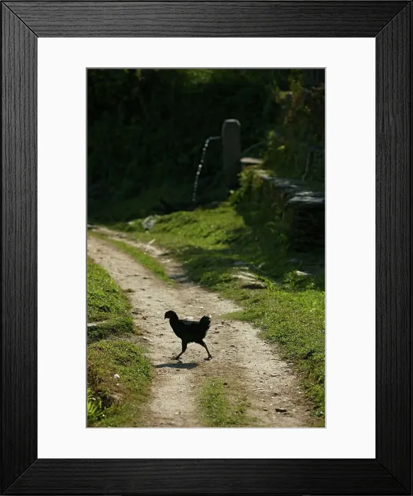 Framed Print : 4316, 4316-2630 Framed Print : 4316, 4316-2630