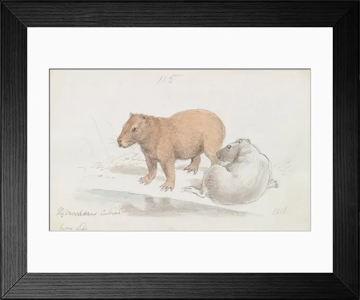 Framed Print : Capybara Charles Hamilton Smith 1776-1859 Belgian Framed Print : Capybara Charles Hamilton Smith 1776-1859 Belgian