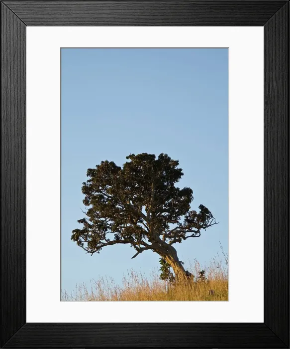 Framed Print : Itala Game Reserve. KwaZulu Natal. South Africa Framed Print : Itala Game Reserve. KwaZulu Natal. South Africa
