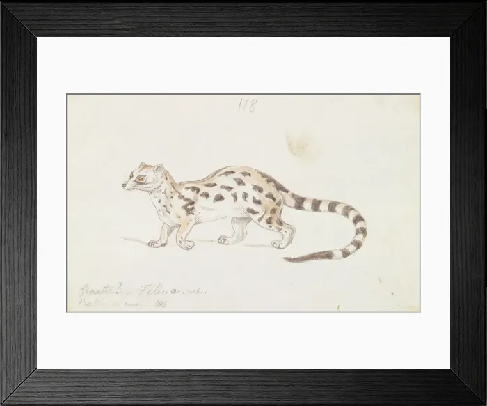 Framed Print : Small Indian Civet Charles Hamilton Smith 1776-1859