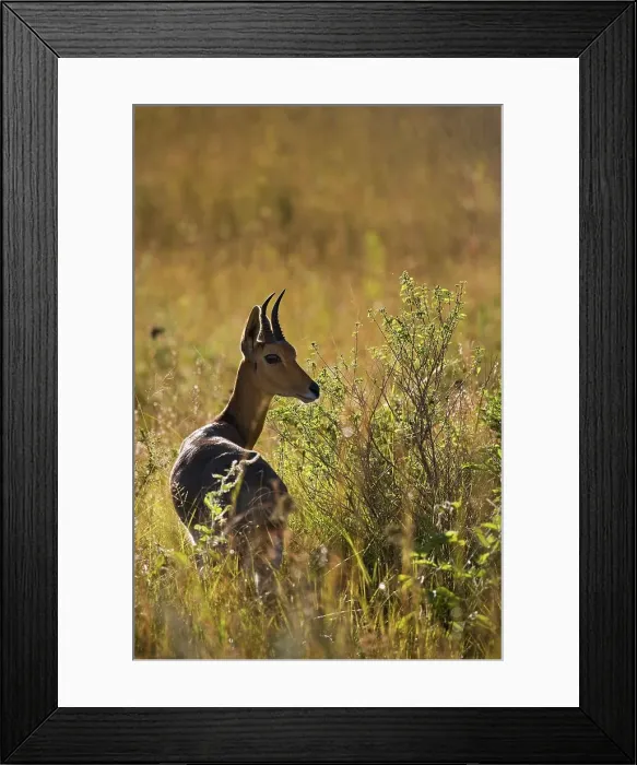 Framed Print : Mountain Reedbuck (Redunca fulvorufula) Framed Print : Mountain Reedbuck (Redunca fulvorufula)
