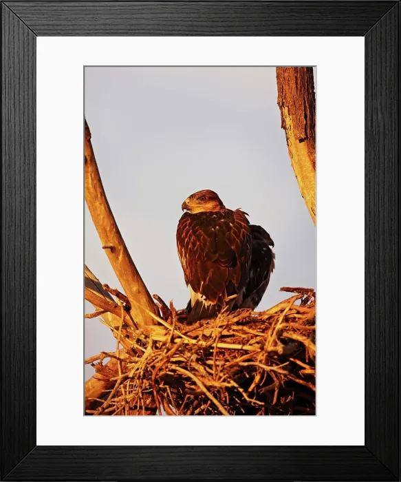 Framed Print : Nesting Mother and Chick Ferruginous Hawks Framed Print : Nesting Mother and Chick Ferruginous Hawks
