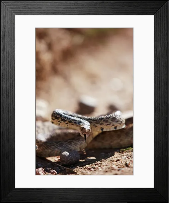 Framed Print : 4316, 4316-4116