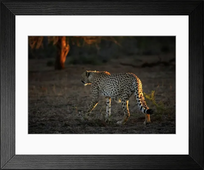 Framed Print : Cheetah (Acinonyx jubatus). Hluhluwe Imfolozi Park Framed Print : Cheetah (Acinonyx jubatus). Hluhluwe Imfolozi Park