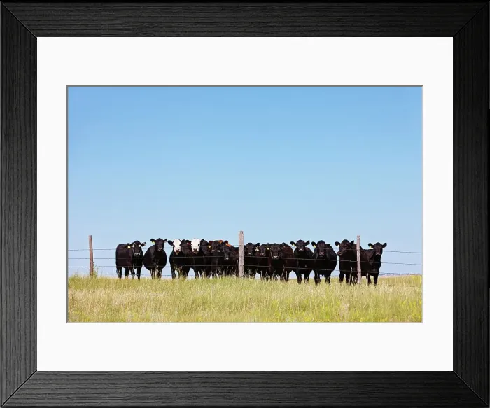 Framed Print : Group of beef cattle in a line behind a fence Framed Print : Group of beef cattle in a line behind a fence