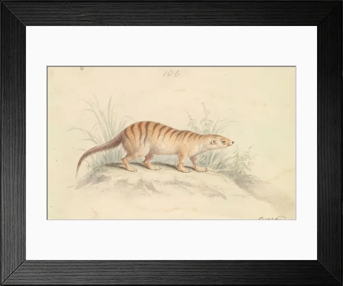 Framed Print : Banded Mongoose Charles Hamilton Smith 1776-1859