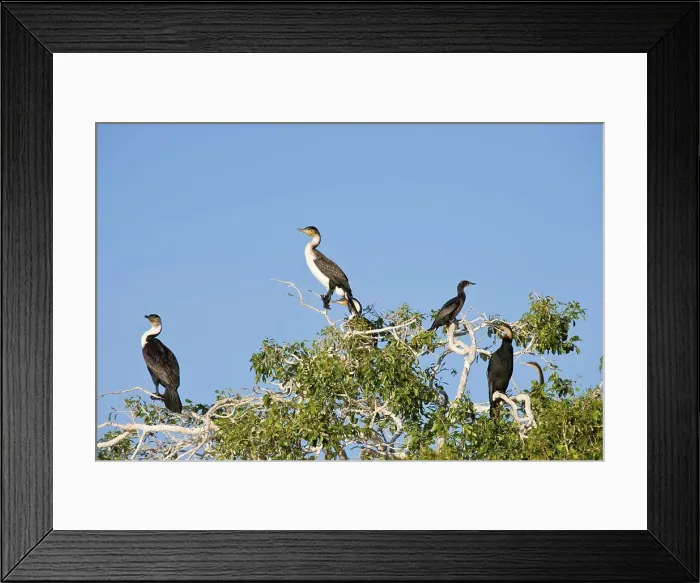 Framed Print : White-breasted Cormorant (Phalacrocorax carbo lucidus) and Reed Cormorant Reed Cormorant (Phalacrocorax africanus) Framed Print : White-breasted Cormorant (Phalacrocorax carbo lucidus) and Reed Cormorant Reed Cormorant (Phalacrocorax africanus)