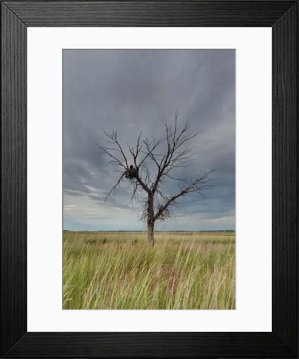 Framed Print : 4316, 4316-4118