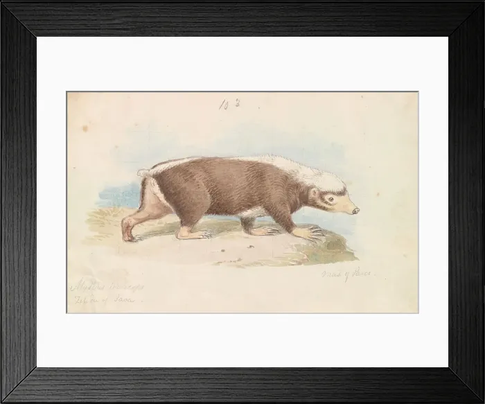 Framed Print : Sunda Stink Badger Charles Hamilton Smith 1776-1859 Framed Print : Sunda Stink Badger Charles Hamilton Smith 1776-1859