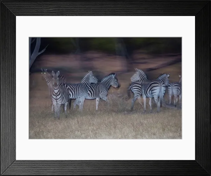 Framed Print : Plains zebra (Equus quagga, formerly Equus burchelli) Framed Print : Plains zebra (Equus quagga, formerly Equus burchelli)