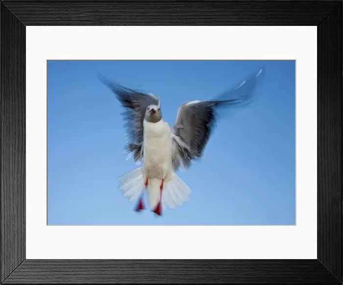 Framed Print : Greyheaded Gull (Larus cirrocephalus) Framed Print : Greyheaded Gull (Larus cirrocephalus)