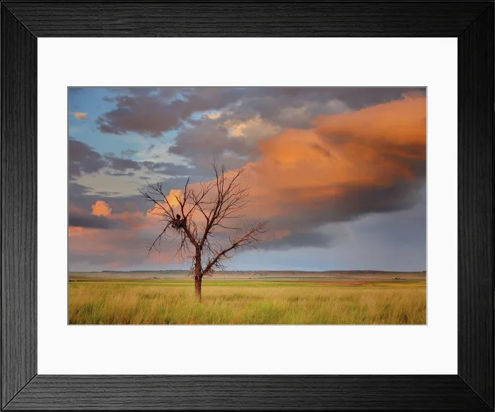 Framed Print : Lone Dead Tree With Nesting Mother and Chick, High Dynamic Range Image