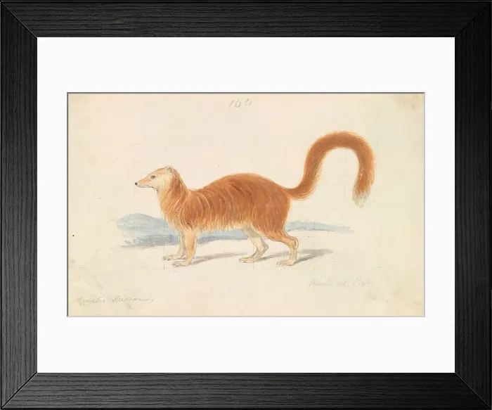 Framed Print : Yellow Mongoose Charles Hamilton Smith 1776-1859 Framed Print : Yellow Mongoose Charles Hamilton Smith 1776-1859