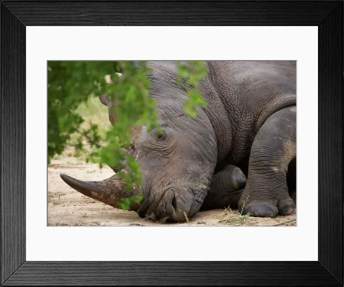 Framed Print : White Rhino (Ceratotherium simum) Framed Print : White Rhino (Ceratotherium simum)