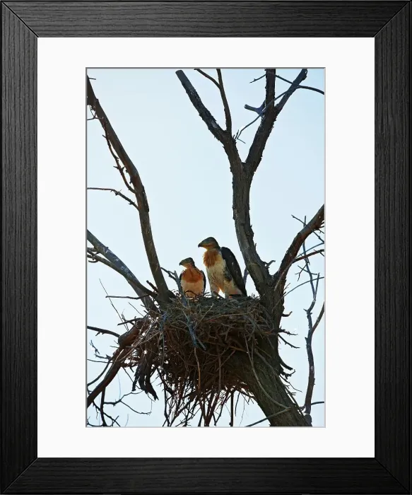 Framed Print : Nesting Mother and Chick Ferruginous Hawks Framed Print : Nesting Mother and Chick Ferruginous Hawks