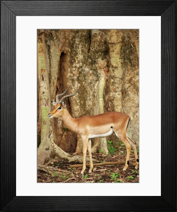 Framed Print : Impala Aepyceros malampus} beneath a Sycamore Fig (Ficus sycomorus) Framed Print : Impala Aepyceros malampus} beneath a Sycamore Fig (Ficus sycomorus)