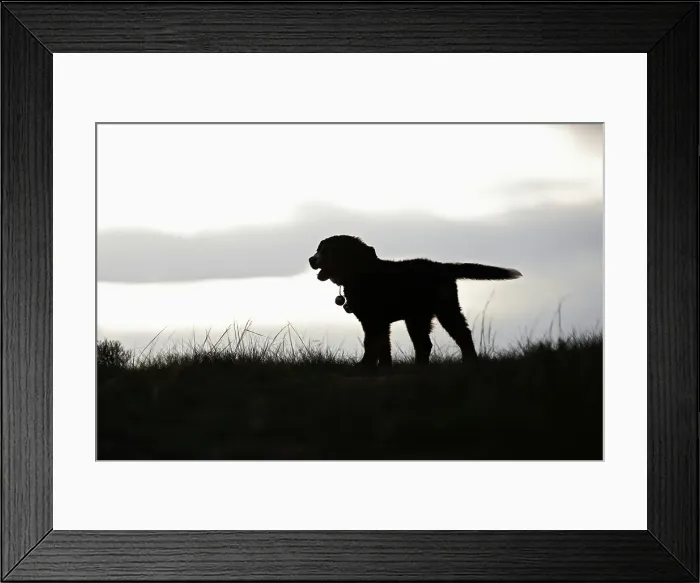 Framed Print : Profile Silhouette of a Puppy