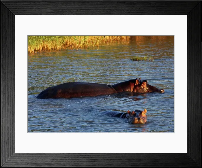 Framed Print : Hippo or Hippopotamus (Hippopotamus amphibious) Framed Print : Hippo or Hippopotamus (Hippopotamus amphibious)