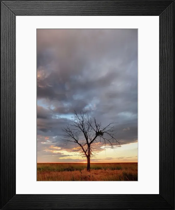Framed Print : Lone Dead Tree With Nesting Mother and Chick Framed Print : Lone Dead Tree With Nesting Mother and Chick