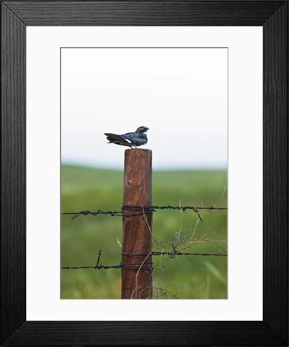 Framed Print : Common Nighthawk (Chordeiles minor) Framed Print : Common Nighthawk (Chordeiles minor)
