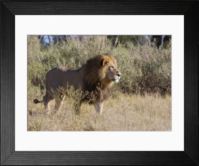 Framed Print : Lion (Panthera leo). Moremi National Park Framed Print : Lion (Panthera leo). Moremi National Park