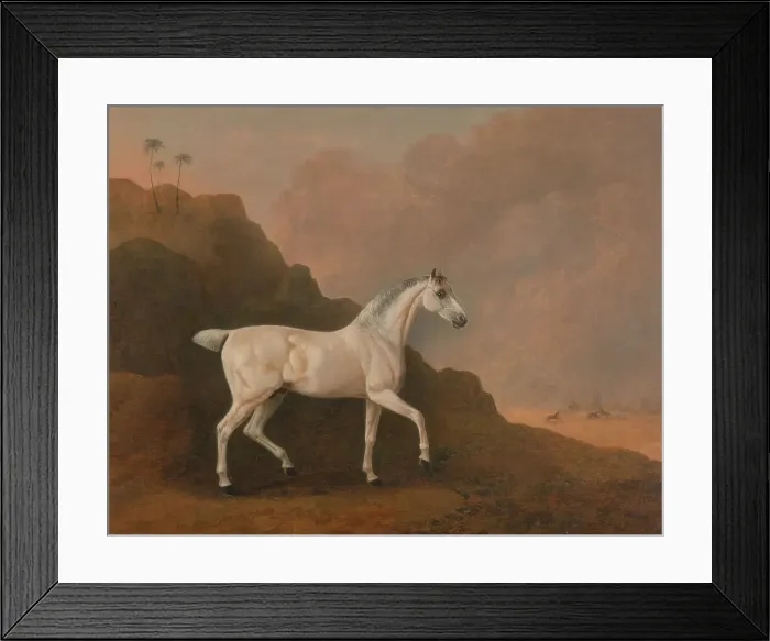 Framed Print : Grey Arab Stallion Desert Landscape John Boultbee Framed Print : Grey Arab Stallion Desert Landscape John Boultbee