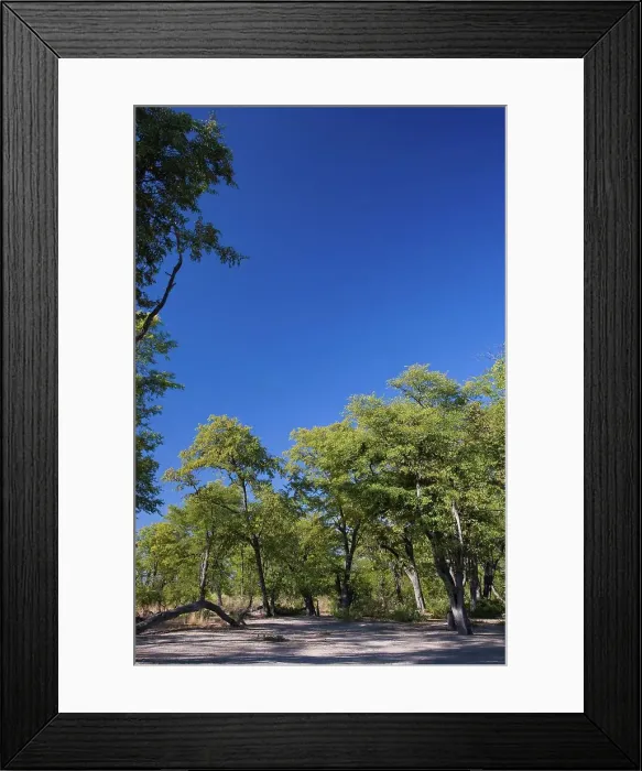 Framed Print : Moremi National Park. Botswana Framed Print : Moremi National Park. Botswana
