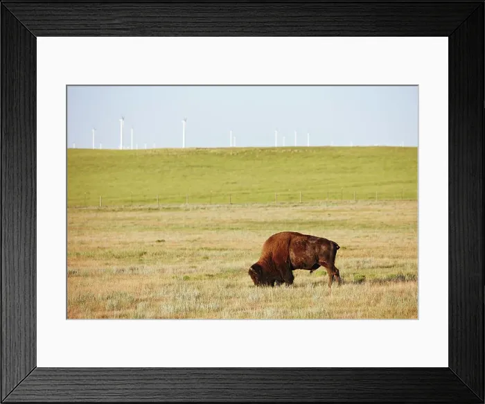 Framed Print : An American Bison, also known as an American Buffalo (Bison bison)