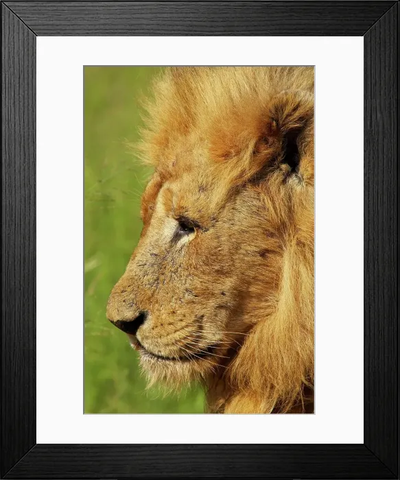 Framed Print : Old Lion (Panthera leo). MalaMala Game Reserve