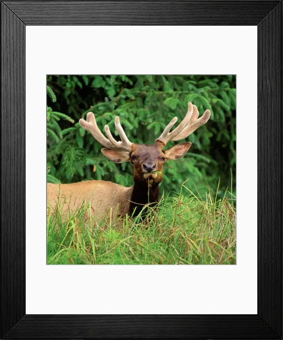 Framed Print : Grazing Roosevelt Elk Framed Print : Grazing Roosevelt Elk