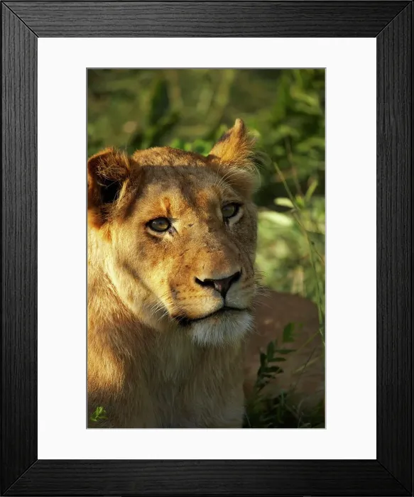 Framed Print : Lioness (Panthera leo). MalaMala Game Reserve Framed Print : Lioness (Panthera leo). MalaMala Game Reserve