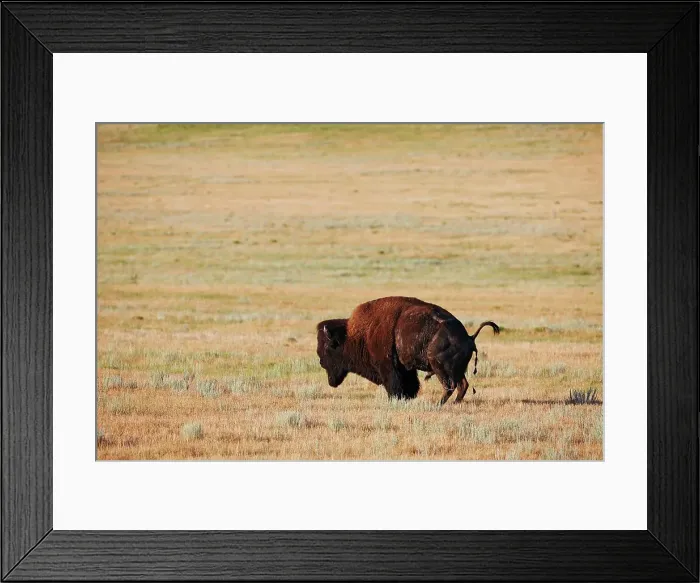 Framed Print : 4316, 4316-3419