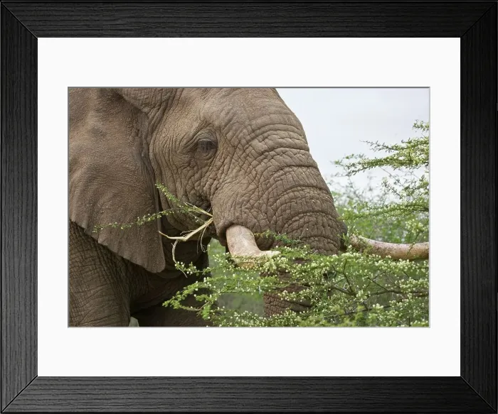 Framed Print : African Elephant Loxodonta Africana}