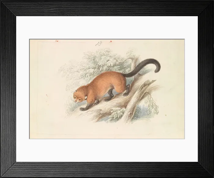 Framed Print : Eira Ferruginea Gulo Castaneus Griffith's Cuvier Framed Print : Eira Ferruginea Gulo Castaneus Griffith's Cuvier