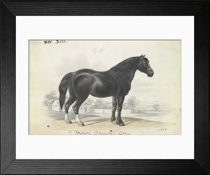 Framed Print : English Draught Horse Charles Hamilton Smith Framed Print : English Draught Horse Charles Hamilton Smith