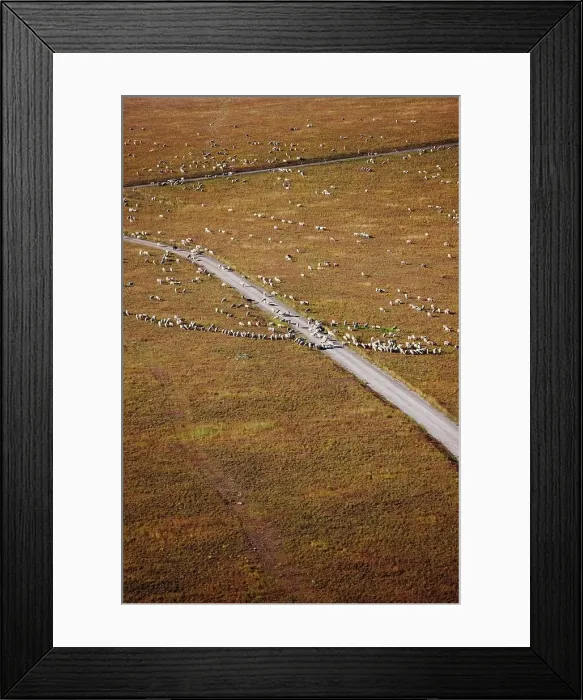 Framed Print : Aerial view of a flock, or herd Framed Print : Aerial view of a flock, or herd